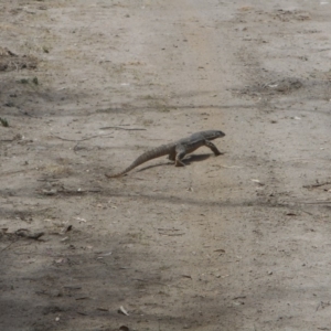 Varanus rosenbergi at Bumbalong, ACT - 26 Nov 2019