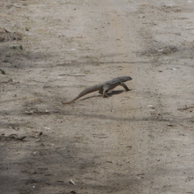 Varanus rosenbergi (Heath or Rosenberg's Monitor) at Bumbalong, ACT - 26 Nov 2019 by JBrickhill