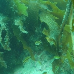 Unverified Fish at Eden, NSW - 9 Nov 2019 by Harrison