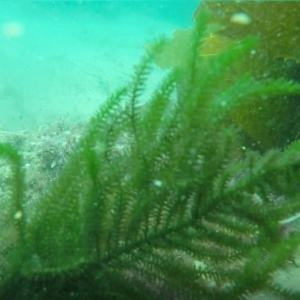 Caulerpa flexilis at Eden, NSW - 9 Nov 2019