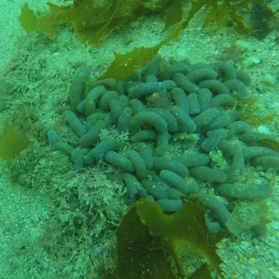 Unidentified Marine Invertebrate at Eden, NSW - 9 Nov 2019 by Harrison