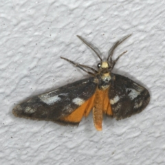 Anestia (genus) (A tiger moth) at Ainslie, ACT - 2 Nov 2019 by jbromilow50
