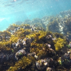 Sargassum lacerifolium at Wallagoot, NSW - 28 Oct 2019 by Harrison