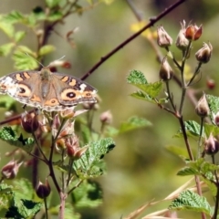 Junonia villida (Meadow Argus) at QPRC LGA - 3 Dec 2019 by RodDeb