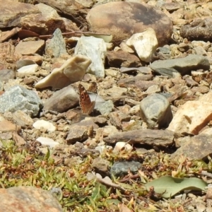 Junonia villida at Googong, NSW - 3 Dec 2019