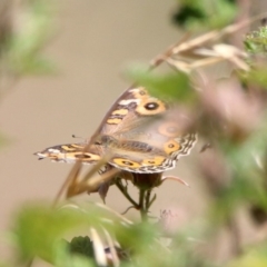 Junonia villida at Googong, NSW - 3 Dec 2019