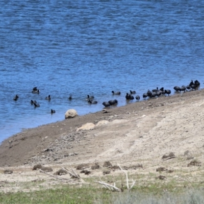 Fulica atra (Eurasian Coot) at Googong Reservoir - 3 Dec 2019 by RodDeb