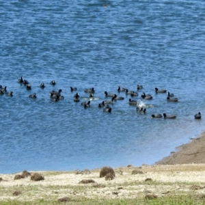 Fulica atra at Googong, NSW - 3 Dec 2019