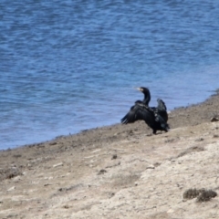 Phalacrocorax carbo (Great Cormorant) at Googong Reservoir - 3 Dec 2019 by RodDeb