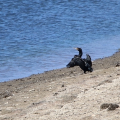 Phalacrocorax carbo (Great Cormorant) at Googong Foreshore - 3 Dec 2019 by RodDeb