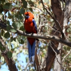 Platycercus elegans (Crimson Rosella) at Googong Foreshore - 3 Dec 2019 by RodDeb