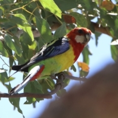 Platycercus eximius (Eastern Rosella) at Googong Foreshore - 3 Dec 2019 by RodDeb