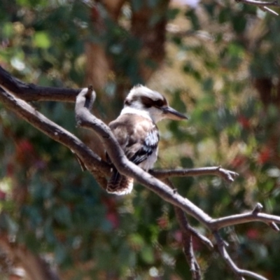 Dacelo novaeguineae (Laughing Kookaburra) at Googong Foreshore - 3 Dec 2019 by RodDeb