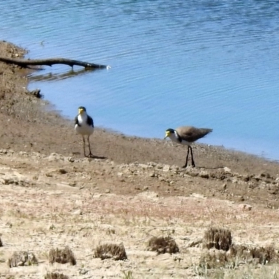 Vanellus miles (Masked Lapwing) at Googong, NSW - 3 Dec 2019 by RodDeb