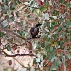 Philemon corniculatus (Noisy Friarbird) at Googong, NSW - 3 Dec 2019 by RodDeb