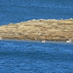 Pelecanus conspicillatus (Australian Pelican) at Googong Reservoir - 3 Dec 2019 by RodDeb