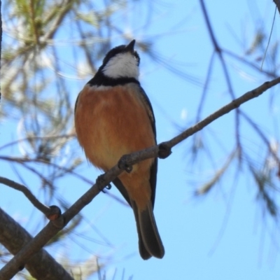 Pachycephala rufiventris (Rufous Whistler) at Googong Reservoir - 3 Dec 2019 by RodDeb