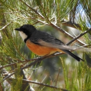 Pachycephala rufiventris at Googong, NSW - 3 Dec 2019 12:06 PM