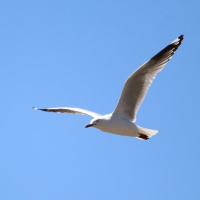 Chroicocephalus novaehollandiae (Silver Gull) at Googong, NSW - 3 Dec 2019 by RodDeb