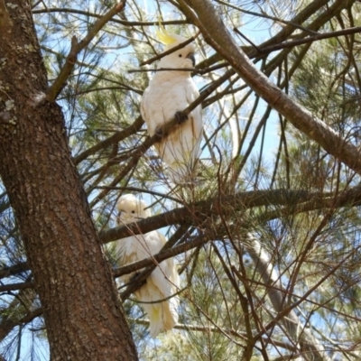 Cacatua galerita (Sulphur-crested Cockatoo) at Googong Reservoir - 3 Dec 2019 by RodDeb