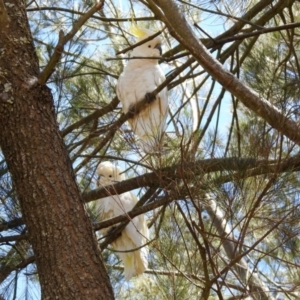 Cacatua galerita at Googong, NSW - 3 Dec 2019