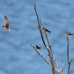 Petrochelidon nigricans (Tree Martin) at Googong, NSW - 3 Dec 2019 by RodDeb