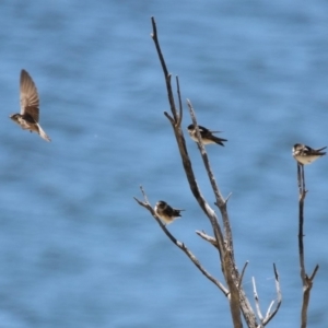 Petrochelidon nigricans at Googong Foreshore - 3 Dec 2019 12:27 PM