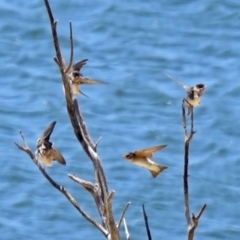 Petrochelidon nigricans at Googong Foreshore - 3 Dec 2019