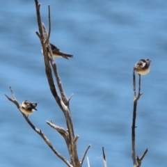 Petrochelidon nigricans at Googong Foreshore - 3 Dec 2019