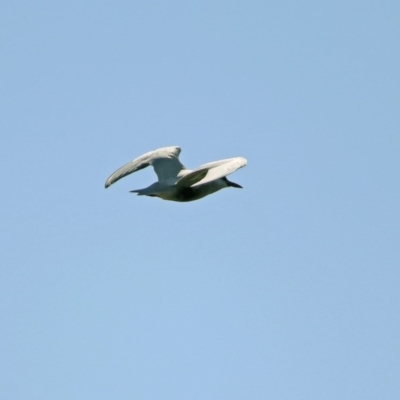 Chlidonias hybrida (Whiskered Tern) at Googong Reservoir - 3 Dec 2019 by RodDeb