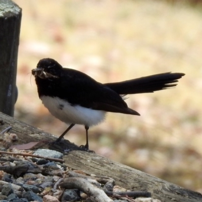 Rhipidura leucophrys (Willie Wagtail) at Googong, NSW - 3 Dec 2019 by RodDeb