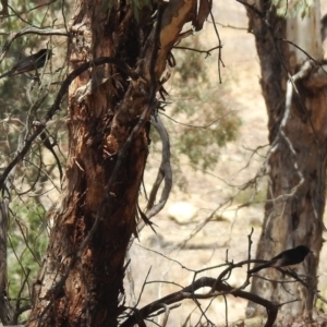 Rhipidura leucophrys at Googong Foreshore - 3 Dec 2019