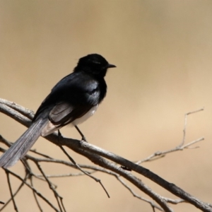 Rhipidura leucophrys at Googong Foreshore - 3 Dec 2019