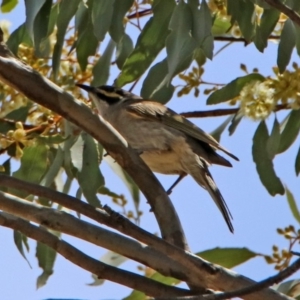 Caligavis chrysops at Googong Foreshore - 3 Dec 2019