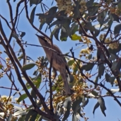 Caligavis chrysops at Googong Foreshore - 3 Dec 2019 01:03 PM