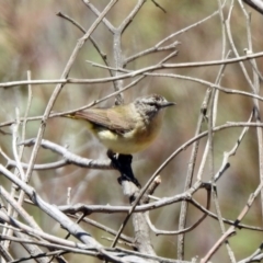 Acanthiza chrysorrhoa (Yellow-rumped Thornbill) at Googong Foreshore - 3 Dec 2019 by RodDeb