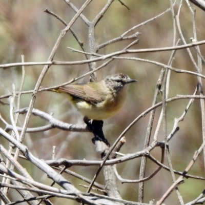 Acanthiza chrysorrhoa (Yellow-rumped Thornbill) at Googong, NSW - 3 Dec 2019 by RodDeb