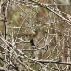 Acanthiza chrysorrhoa at Googong Foreshore - 3 Dec 2019 12:30 PM