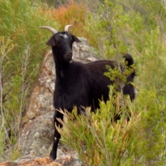 Capra hircus at Tennent, ACT - 26 Nov 2019