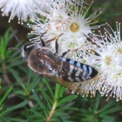 Bembix sp. (genus) (Unidentified Bembix sand wasp) at ANBG - 3 Dec 2019 by Harrisi