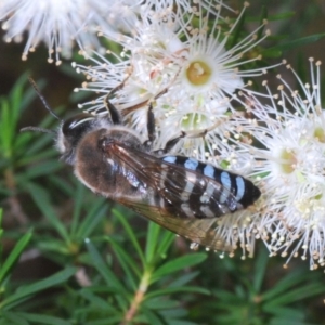 Bembix sp. (genus) at Acton, ACT - 3 Dec 2019