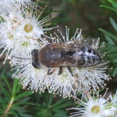 Bembix sp. (genus) at Acton, ACT - 3 Dec 2019