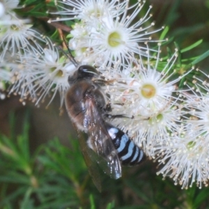 Bembix sp. (genus) at Acton, ACT - 3 Dec 2019