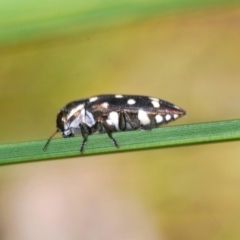 Diphucrania duodecimmaculata (12-spot jewel beetle) at Acton, ACT - 3 Dec 2019 by Harrisi