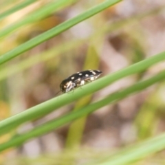 Diphucrania duodecimmaculata at Acton, ACT - 3 Dec 2019 03:17 PM