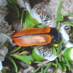 Castiarina rufipennis (Jewel beetle) at Bullen Range - 3 Dec 2019 by Harrisi