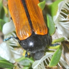 Castiarina rufipennis at Paddys River, ACT - 3 Dec 2019