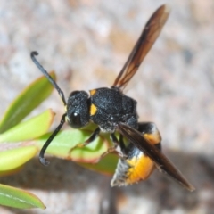 Eumeninae (subfamily) (Unidentified Potter wasp) at Paddys River, ACT - 3 Dec 2019 by Harrisi