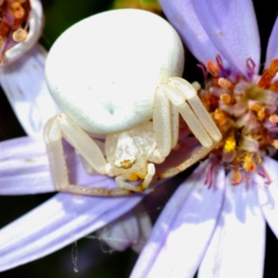 Thomisus spectabilis (Spectacular Crab Spider) at ANBG - 3 Dec 2019 by Harrisi