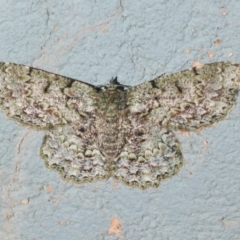 Hypodoxa muscosaria (Textured Emerald) at Acton, ACT - 3 Dec 2019 by Harrisi